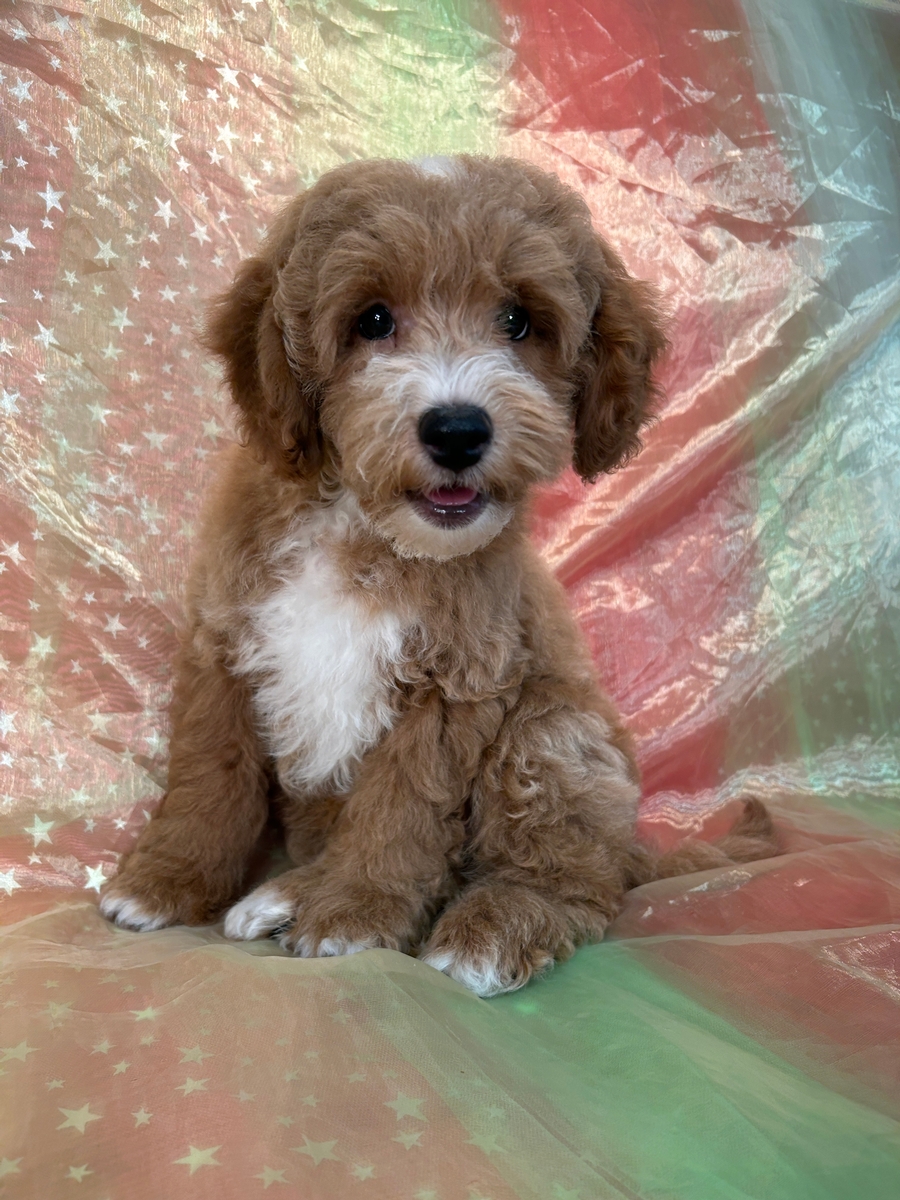 Male Bichon Poodle Pup for Sale DOB 6-15-2024 $750